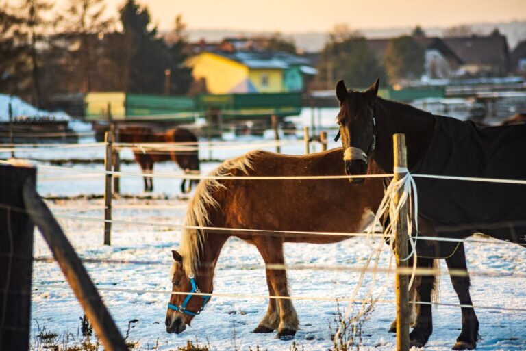 Des chevaux fermés dans une clôture
